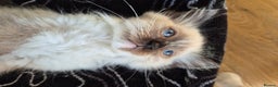 Ragdoll cats for sale: Last Two Blue-Eyed Ragdoll Kittens 💕 - Advert 7