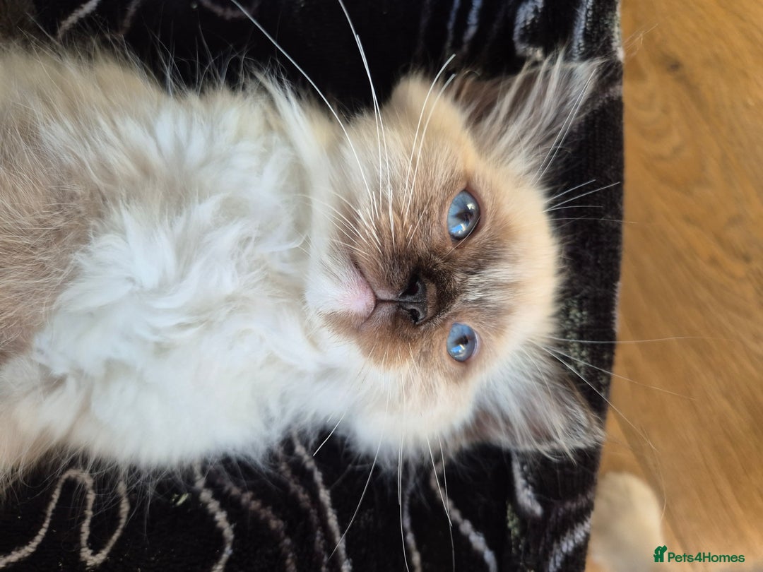 Ragdoll cats for sale: Last Two Blue-Eyed Ragdoll Kittens 💕 - Advert 7