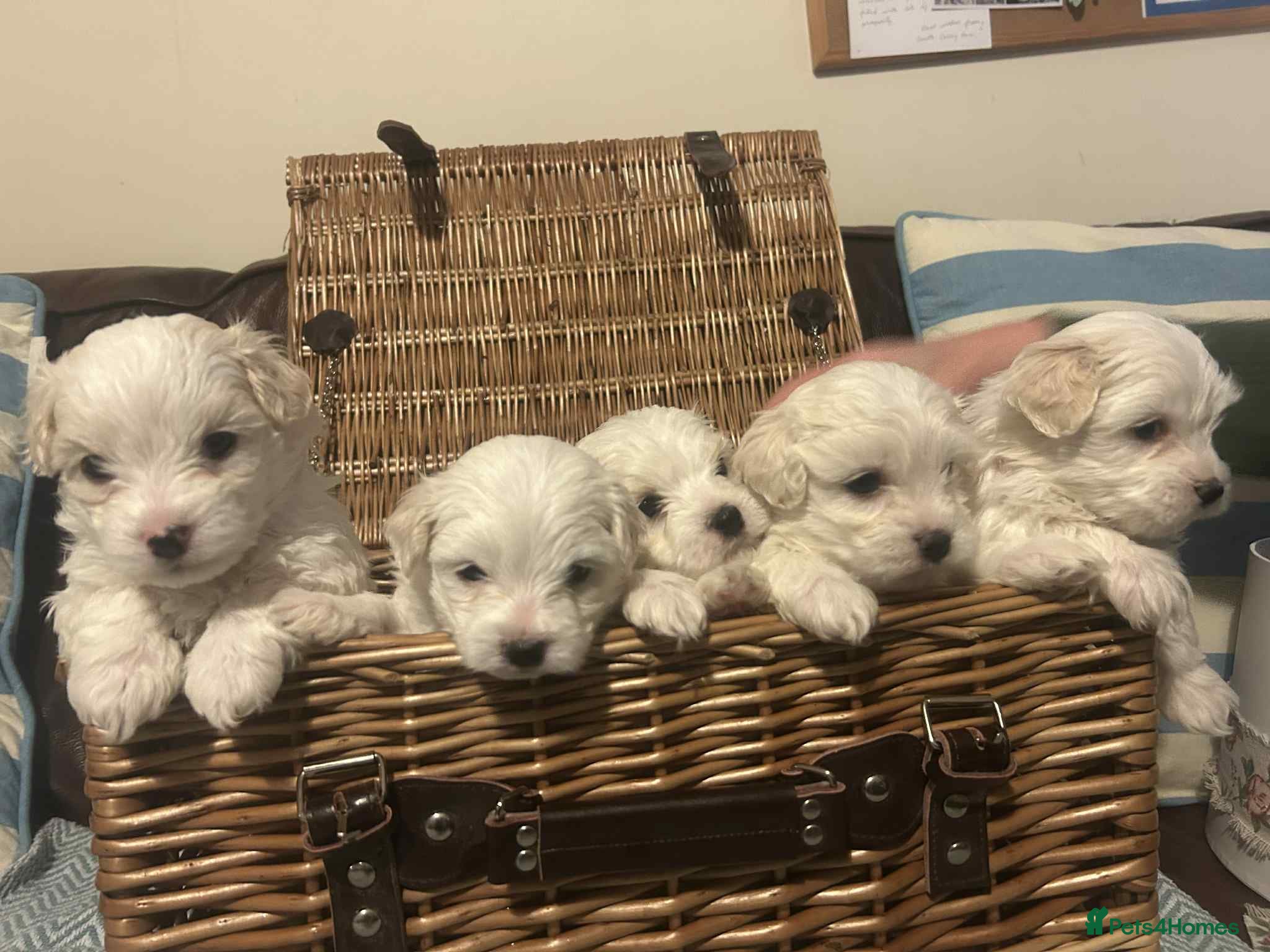 Mixed Breed dogs Cotonese puppies  - Advert 1