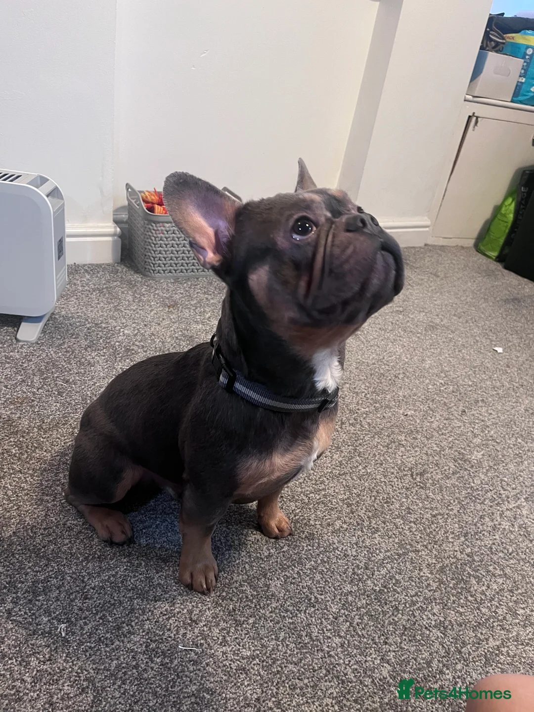 French Bulldog dogs for sale: French Bulldog for rehoming  - Advert 2