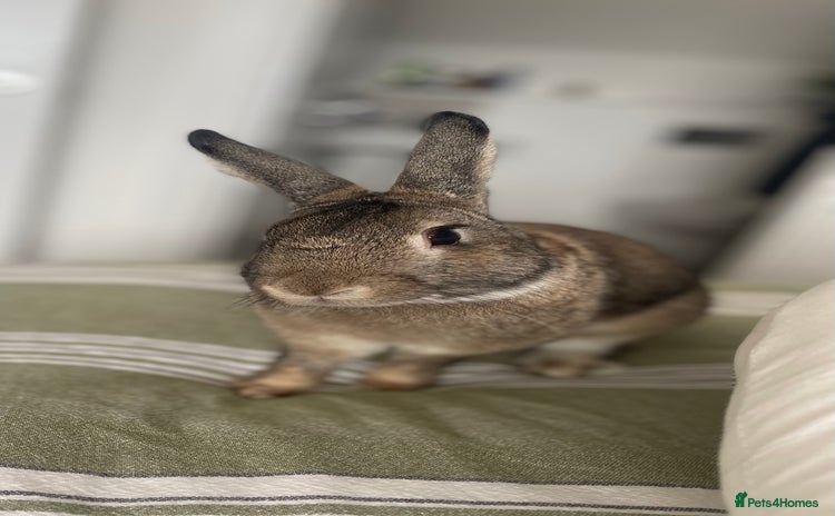 Mixed Breed rabbits - Advert 2