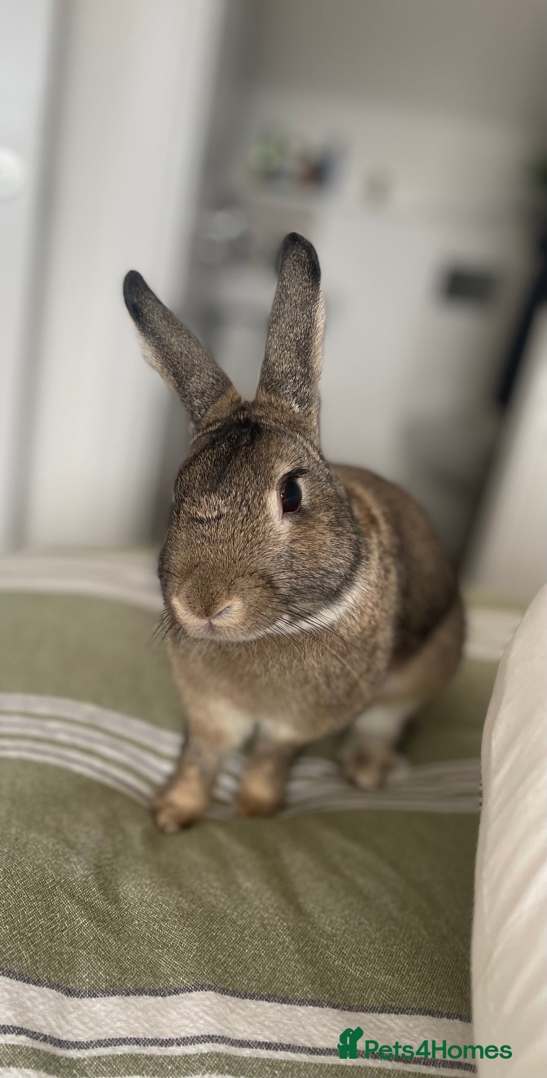 Mixed Breed rabbits for sale: Dwarf Rabbit  - Image 1