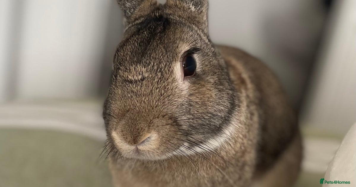 Dwarf Rabbit for sale in Newport | Pets4Homes
