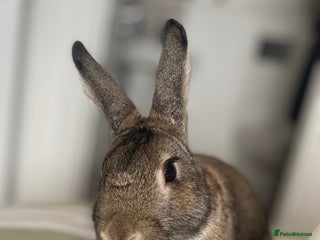 Mixed Breed rabbits - Advert 16