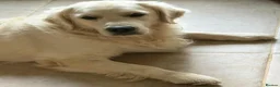 Golden Retriever dogs for sale: Super fluffy cream pups in Newark - Advert 40