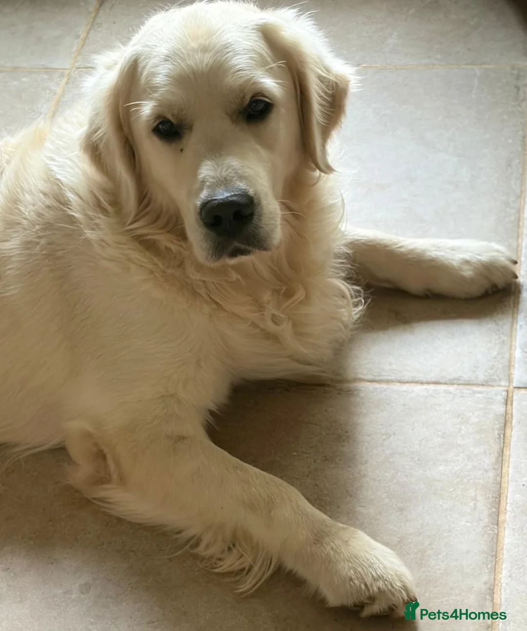 Golden Retriever dogs for sale: Super fluffy cream pups in Newark - Advert 40