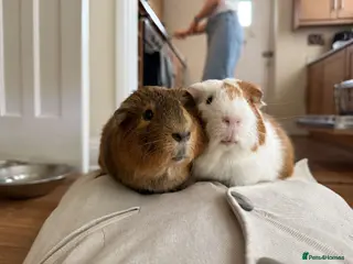 Guinea Pig rodents Ben & Kevin - Advert 1