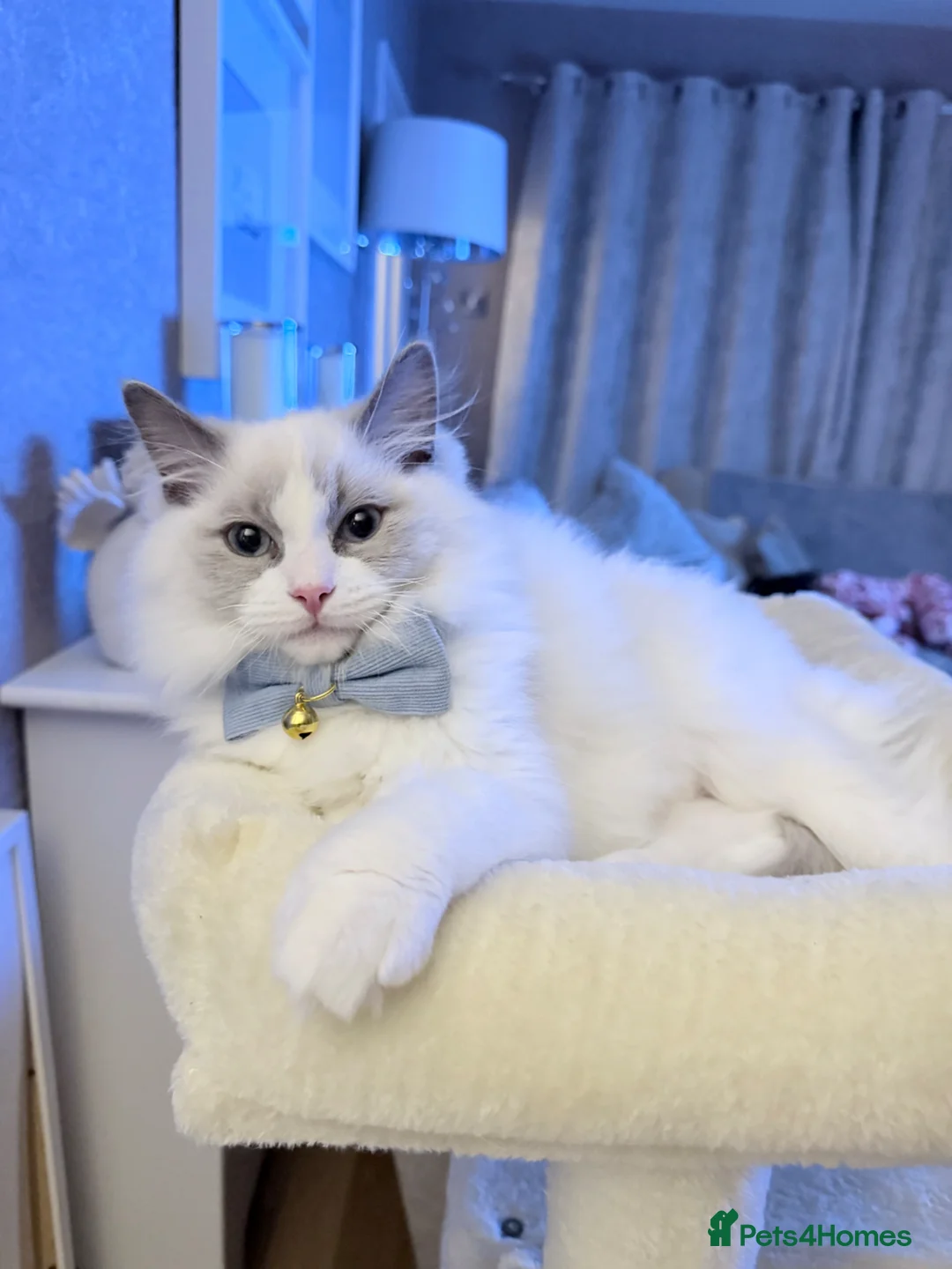 Ragdoll cats for sale: Rehousing kitten ragdolls  in Birmingham - Advert 2