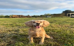 Cocker Spaniel dogs for sale: Working KC Registered Cocker Spaniel Puppies - Image 5