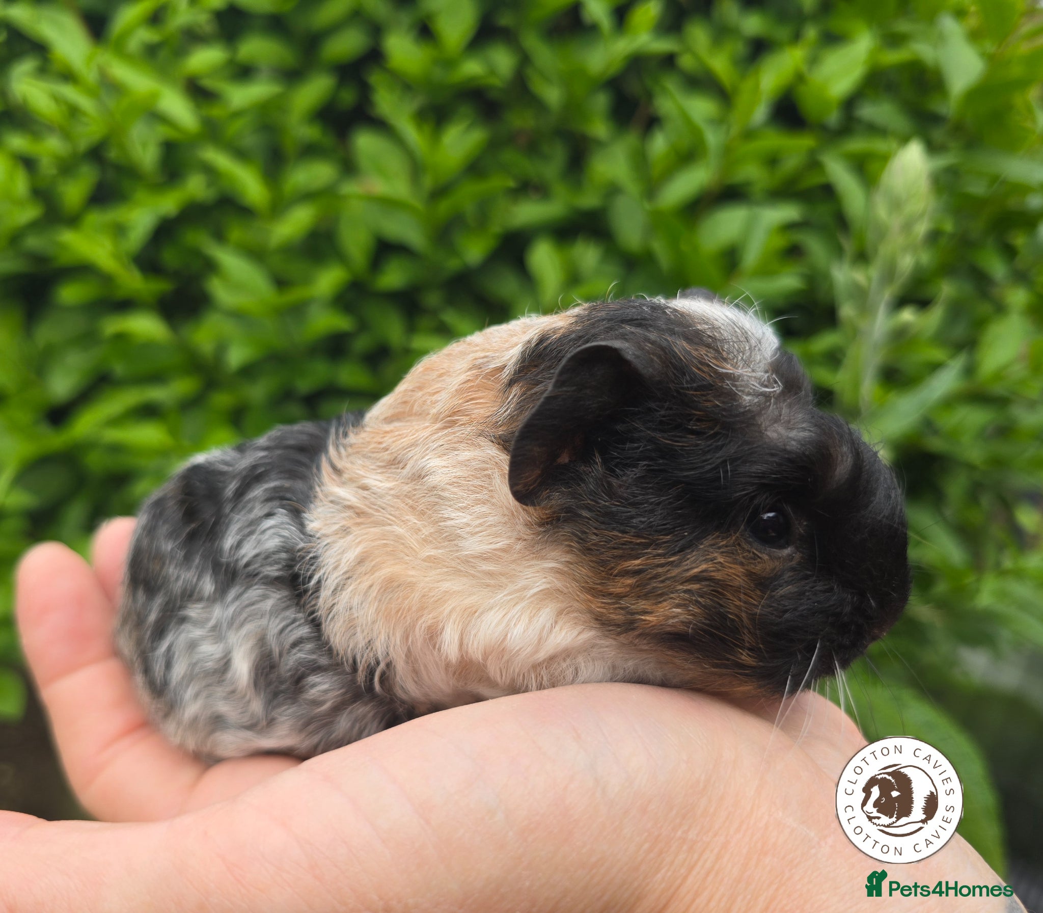 Guinea Pig rodents for sale: Gorgeous Baby Guinea Pigs For Sale  - Advert 2