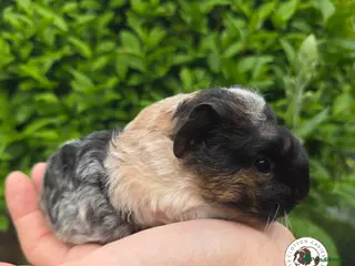 Guinea Pig rodents for sale: Gorgeous Baby Guinea Pigs For Sale - Advert 2