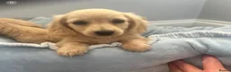 Miniature Dachshund dogs for sale: Beautiful English cream miniature Dachshund - Advert 9