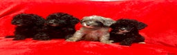 Cockapoo dogs for sale: 🐶 3 Left- Ready to Leave 🐶 - Advert 8