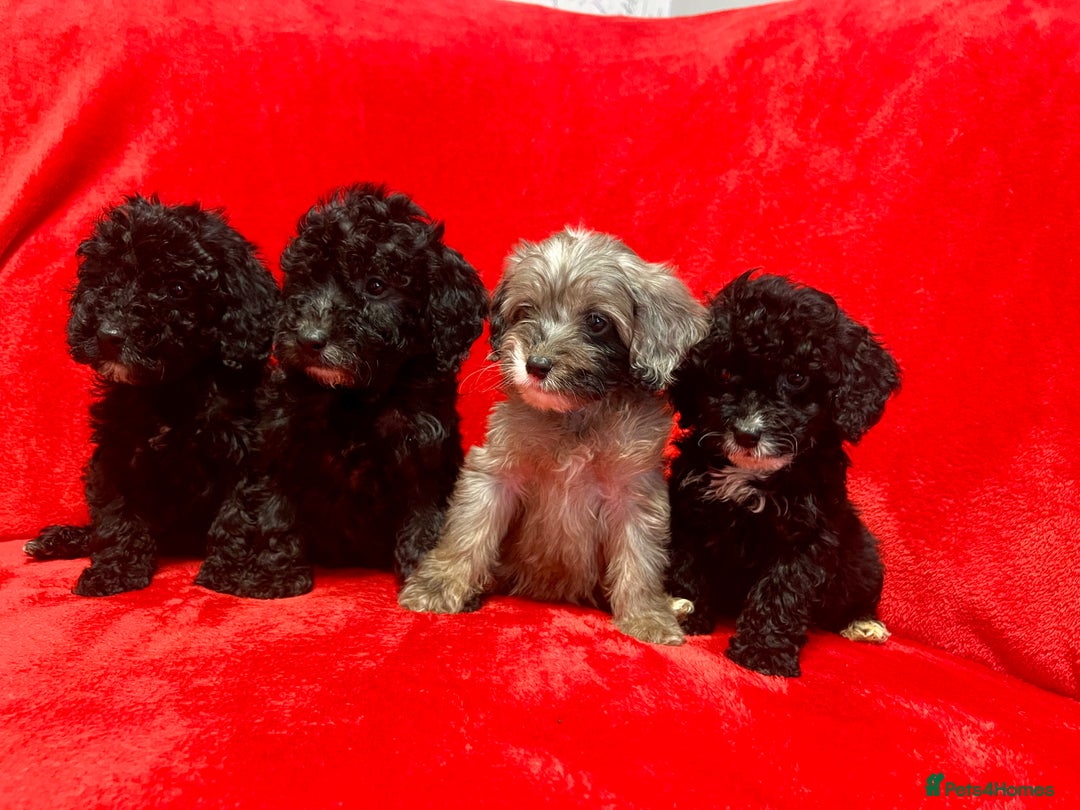 Cockapoo dogs for sale: 🐶 3 Left- Ready to Leave 🐶 - Advert 8