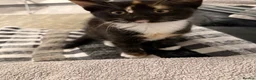 Mixed Breed cats for sale: Calico in Hounslow - Advert 4