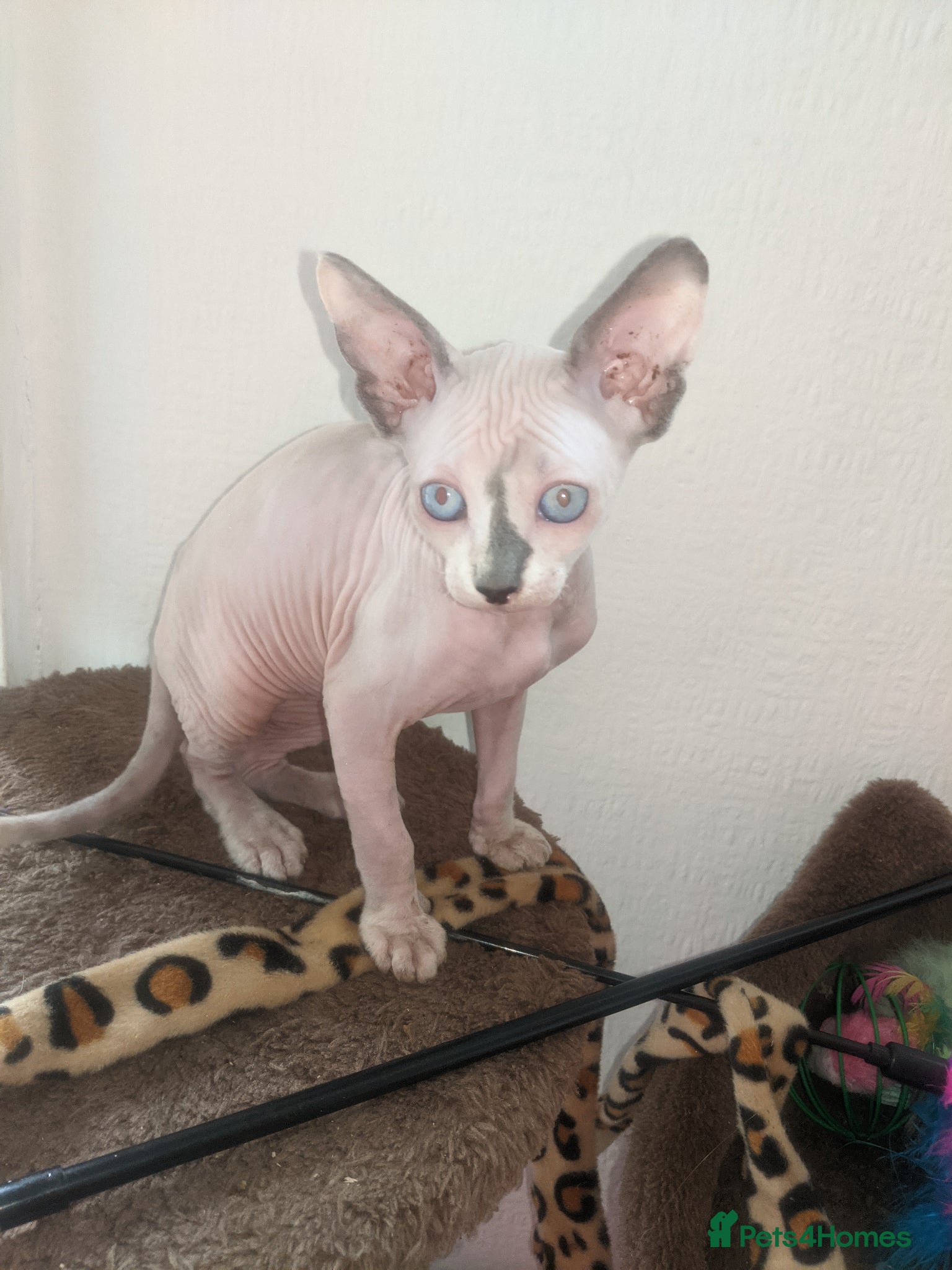 Sphynx cats Last White cream girl available sky blue eyes  - Advert 8