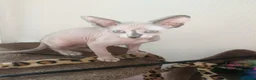 Sphynx cats for sale: Last White cream girl available sky blue eyes  - Advert 2