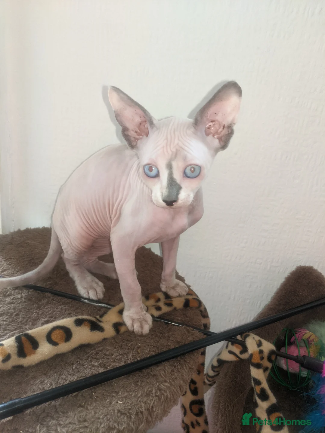 Sphynx cats for sale: Last White cream girl available sky blue eyes  - Advert 2