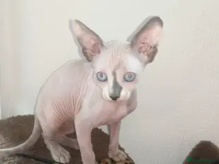 Sphynx cats Last White cream girl available sky blue eyes - Advert 8