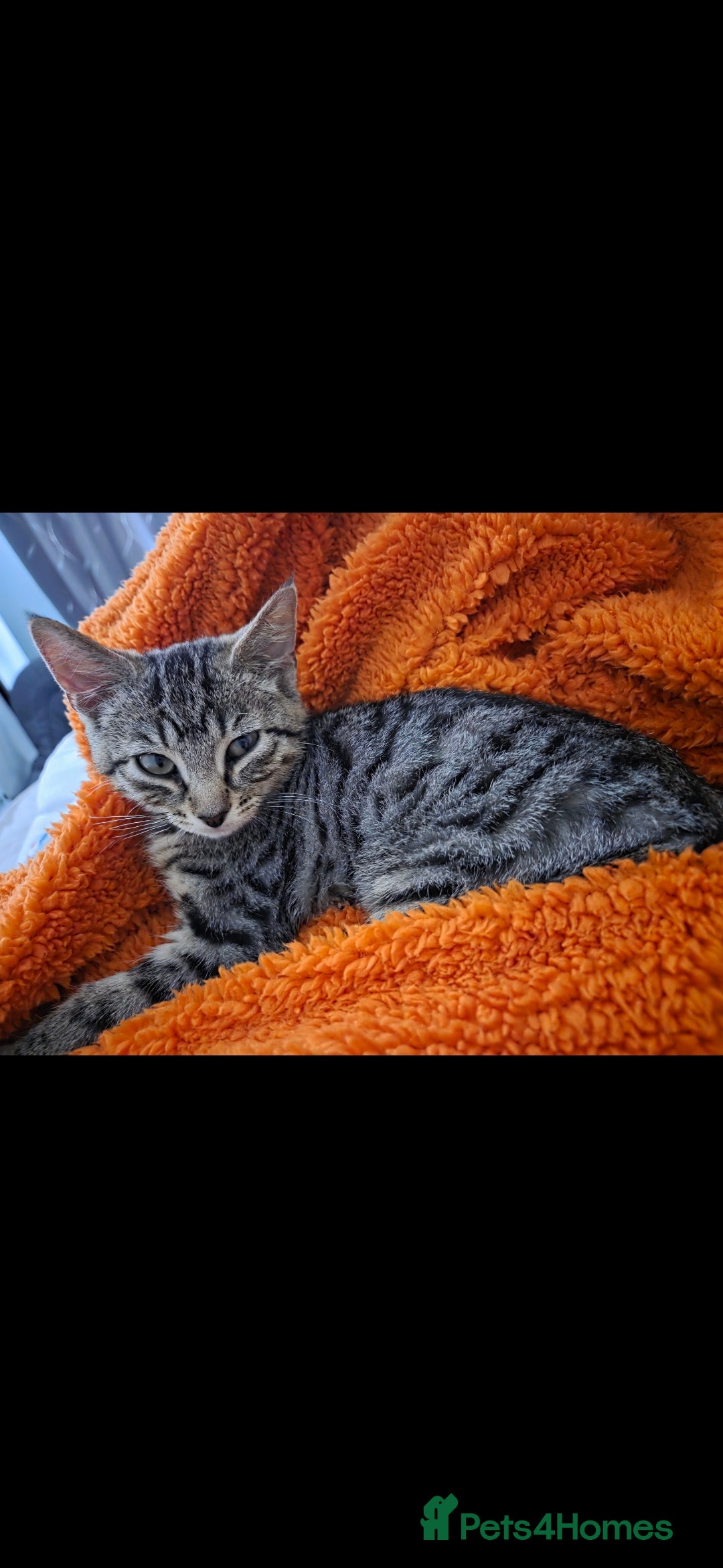 Mixed Breed cats for sale: 2 8 month old tabbys available  - Advert 4