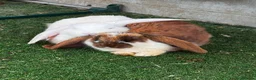 French Lop rabbits for sale: Pedigree French lop - Advert 6