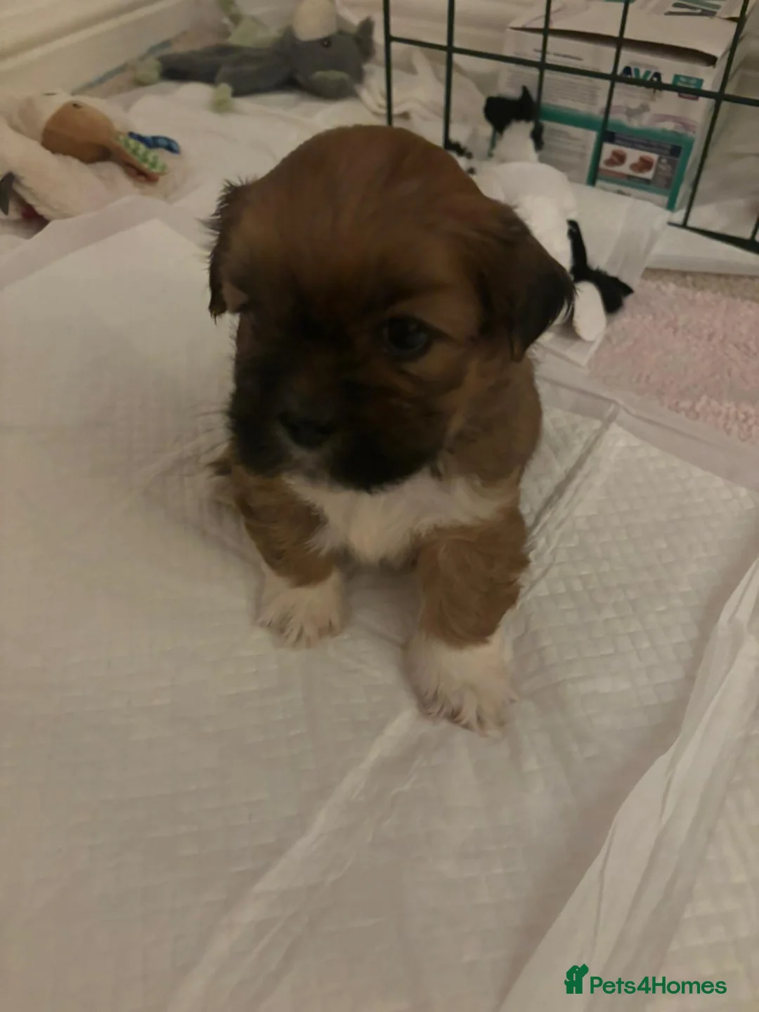 Lhasa Apso dogs for stud: Gorgeous proven pedigree Lhasa Apso for stud in Pontefract - Advert 21