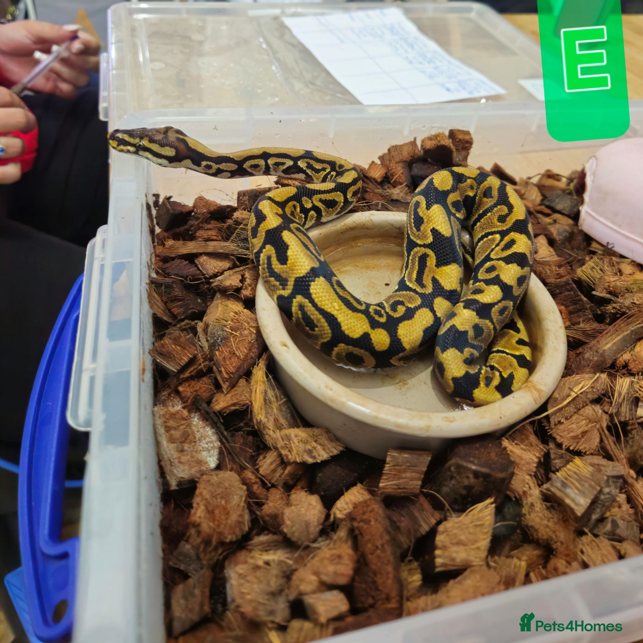 Python Snake reptiles spotnose het clown/ clown clutch - Advert 2
