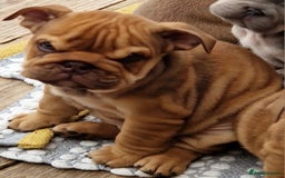 English Bulldog dogs for sale: ADORABLE ENGLISH BULLDOG PUPPYS  - Image 5
