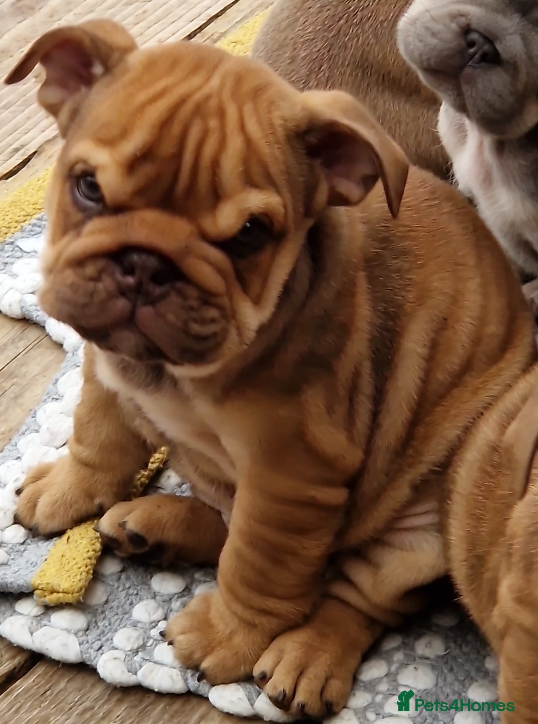 English Bulldog dogs for sale: ADORABLE ENGLISH BULLDOG PUPPYS  - Image 5