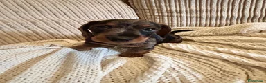 Miniature Dachshund Puppy 3