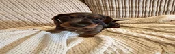 Miniature Dachshund dogs for sale: Miniature smooth hair x wire hair  - Advert 20