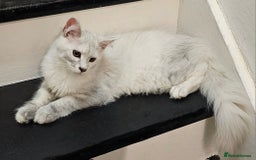 Maine Coon cats for sale: Maine Coon shaded lines - Image 7