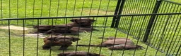 Cocker Spaniel dogs for sale: Working cocker spaniels KC Registered - Advert 2