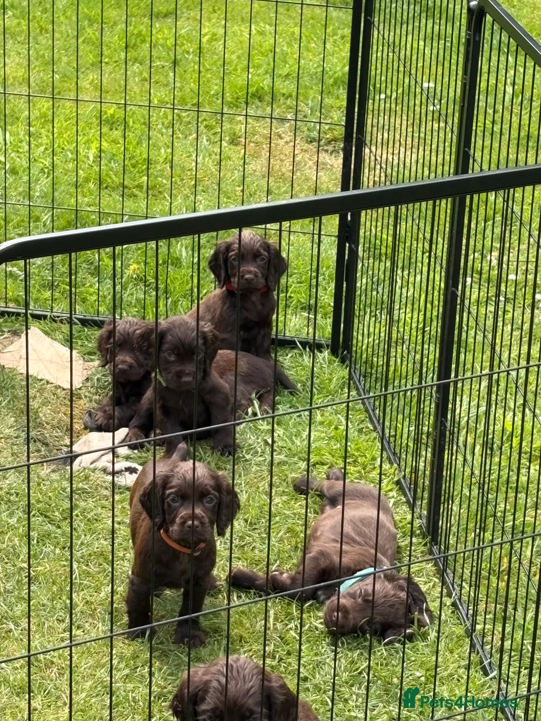 Cocker Spaniel dogs for sale: Working cocker spaniels KC Registered - Advert 2