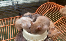 Hamster rodents for sale: Baby hamsters for sale  - Image 14