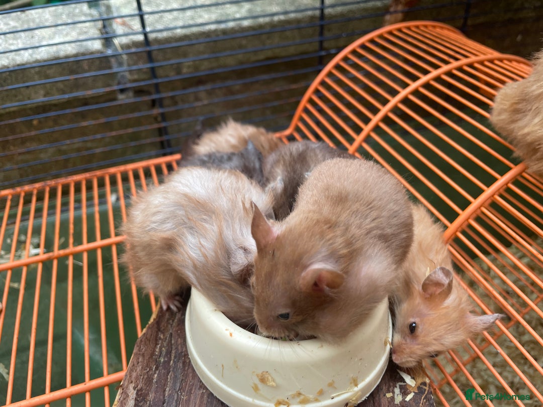 Hamster rodents for sale: Baby hamsters for sale  - Image 14
