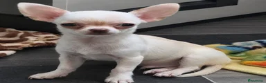 Chihuahua 2