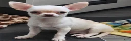Chihuahua dogs for sale: Precious Paws, Bright Personalities—Chihuahuas in Manchester - Advert 7