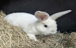 Dutch rabbits for sale: Dutch rabbits for sale  - Image 3