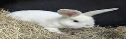 Dutch rabbits for sale: Dutch rabbits for sale  - Advert 3