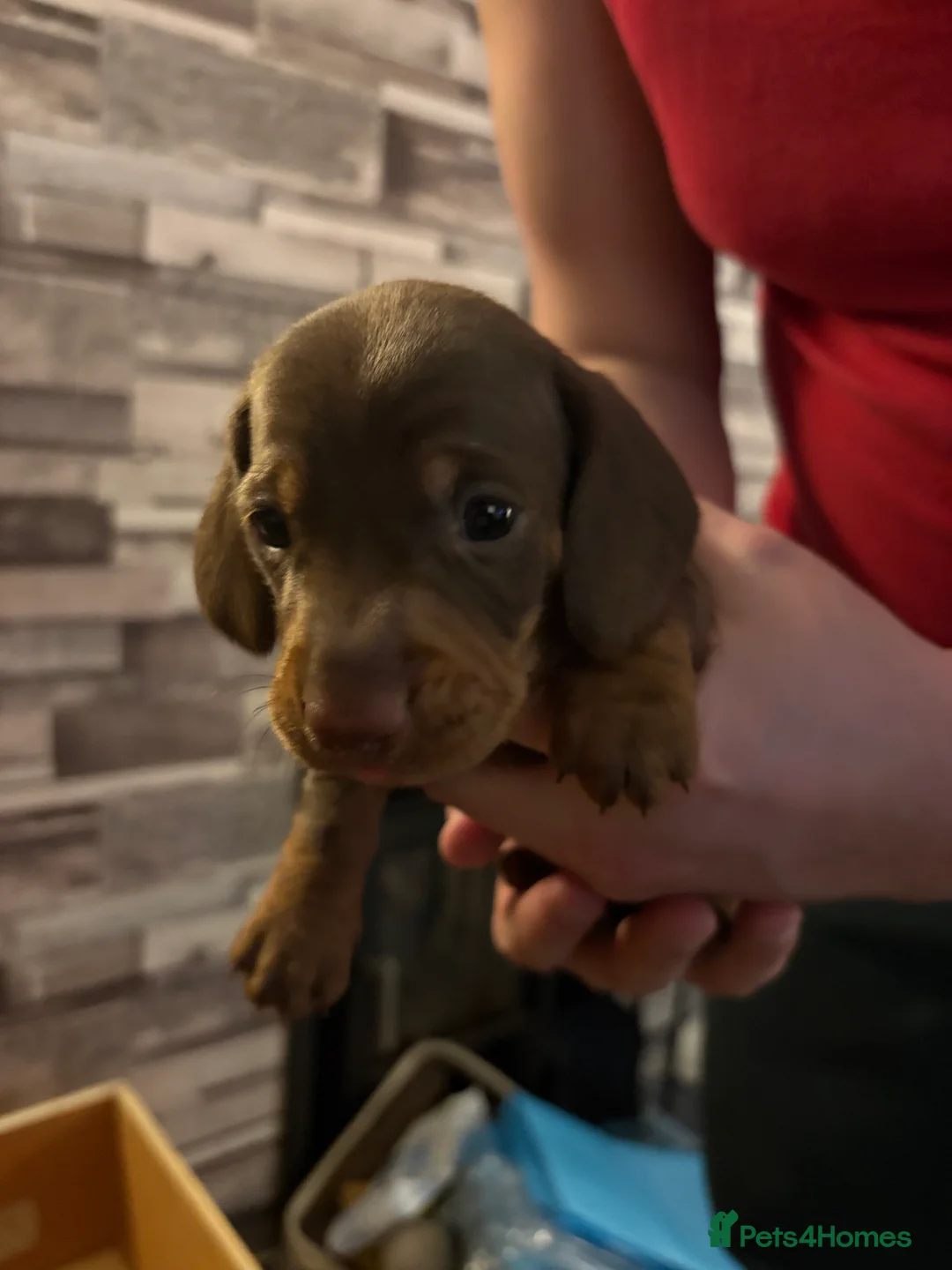Miniature Dachshund dogs for sale: Miniature dachshund puppies - Advert 4