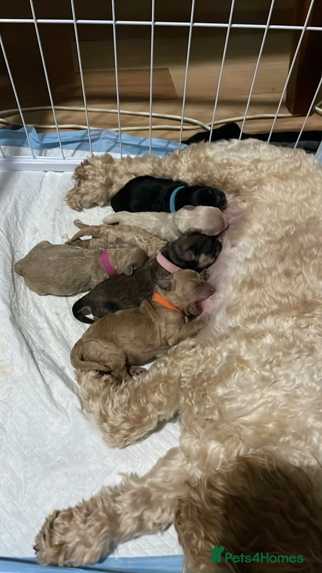 Cavapoochon dogs for sale: Gorgeous toy cavapoochons for sale - Advert 1