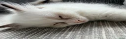 Ragdoll cats for sale: GCCF Ragdoll Kittens Championlines  - Advert 9