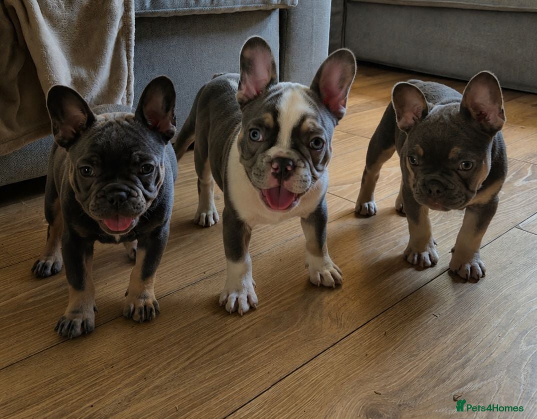 French Bulldog dogs Last two females ready this weekend, KC Registered - Advert 15