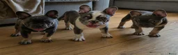 French Bulldog dogs for sale: Last two females ready this weekend, KC Registered - Advert 1