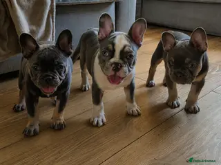 French Bulldog dogs Last two females ready this weekend, KC Registered - Advert 1