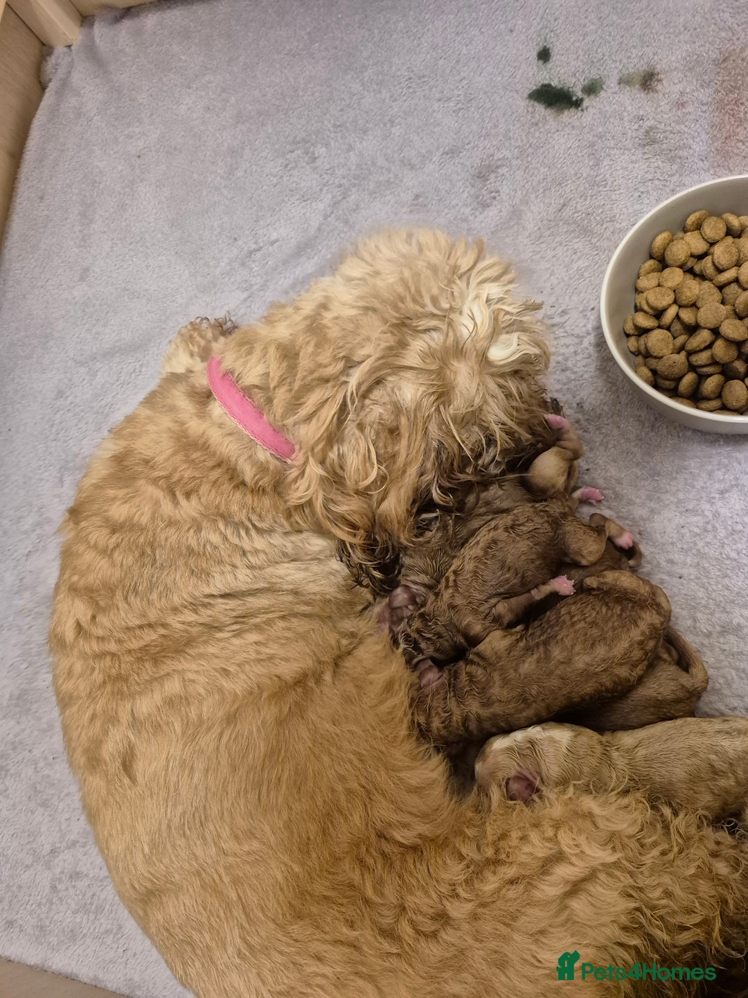 Cockapoo dogs for sale: F1B cockapoo puppies  - Advert 3