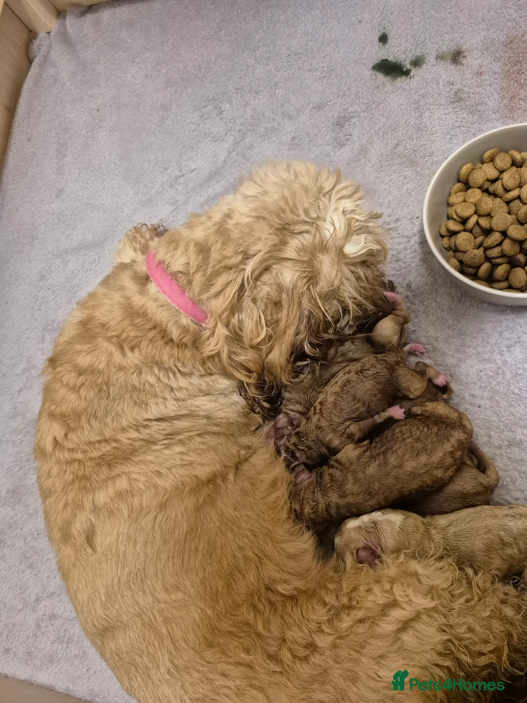 Cockapoo dogs for sale: Last boy remaining. F1B red cockapoo puppies - Advert 20