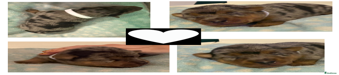 Silver Merle & Tan Girl 