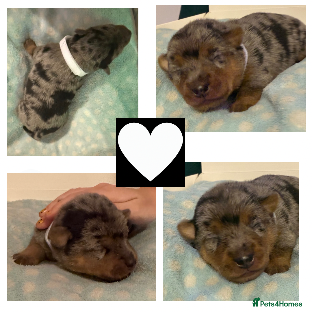 Jack Russell dogs for sale: Stunning Rainbow Litter of Jack Russell Terriers  - Image 6